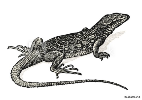 Picture of vintage animal engraving drawing lizard - retro vector design element